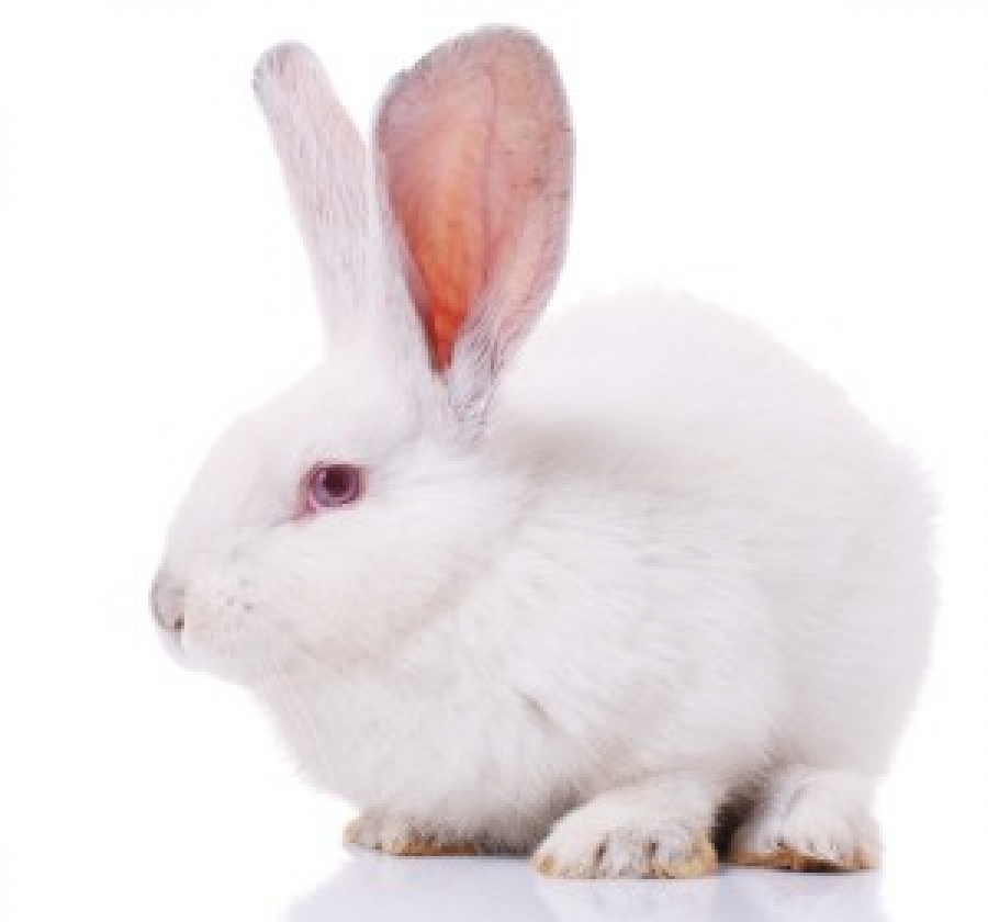Improving the Rabbits farm