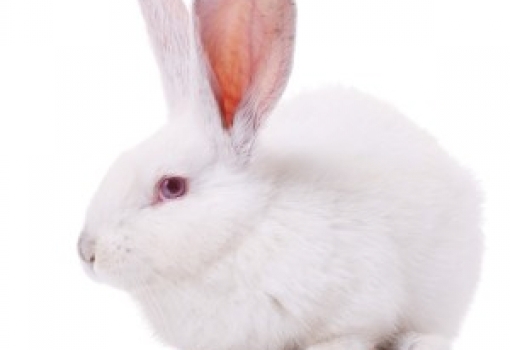 Improving the Rabbits farm