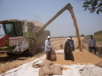 الحصاد الآلى لمحصول القمح (الكومبابين